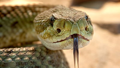 Do Snakes Really Eat Dust like Genesis Says?