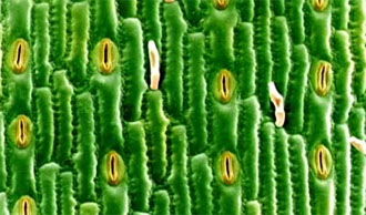 Plants