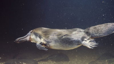 The Platypus Is an Evolutionary Puzzle—Have They Finally Solved It?