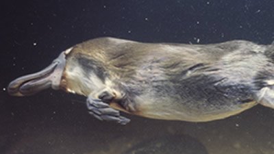 Platypus: The Mystery Mammal