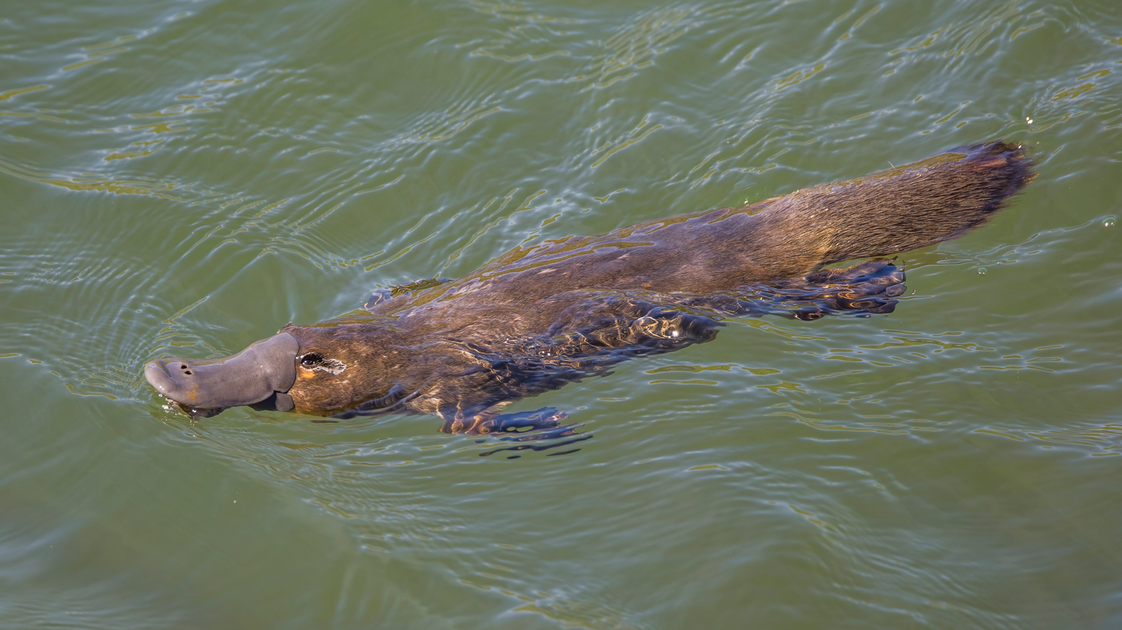 The Platypus Just Got Weirder