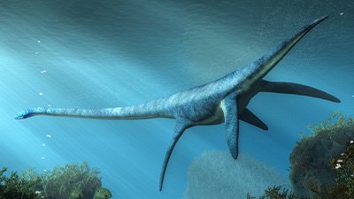 Were Plesiosaurs Both Marine and Freshwater Animals?