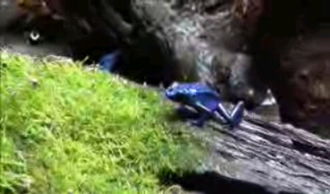 Poison Dart Frogs