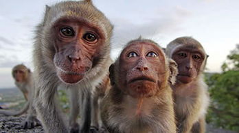 Primates