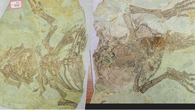 Did Some “Feathered Dinosaurs” Have “Birdlike Skin”?