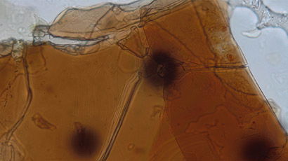 Radiohalos: Evidence of Accelerated Radioactive Decay and Catastrophic Geological Processes