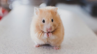 360° in 180 – What a Hamster’s Funeral Reveals About Mentorship: A Japanese Student’s Story (Part 10)
