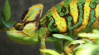 Reptiles