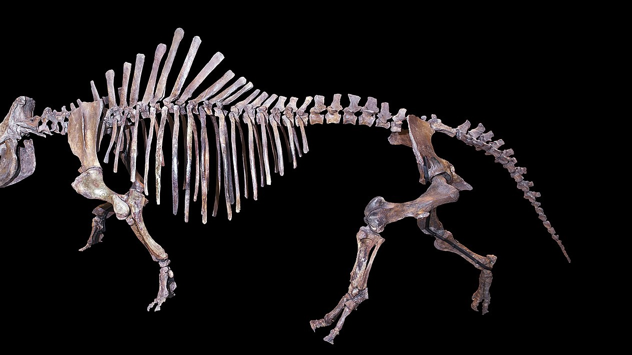 New Hornless “Arctic Rhino” Fossil Discovered