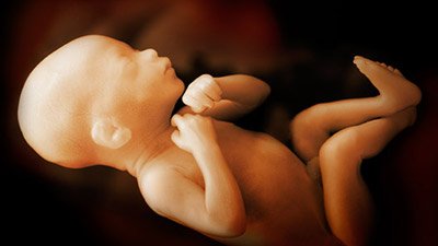 Explore the Development of an Unborn Baby This Sanctity of Life Sunday
