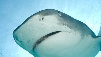 Glow-in-the-Dark Sharks Have Super-Sensitive Eyes