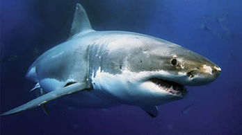 Sharks