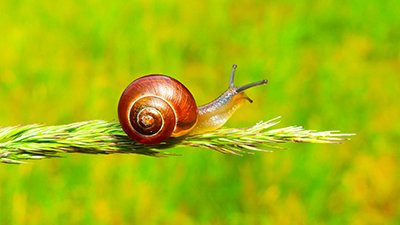 Snails, Slugs, and Semi Slugs: A Perfect Evolutionary Transition?