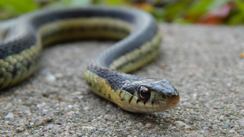 Snakes in Northern Kentucky?!