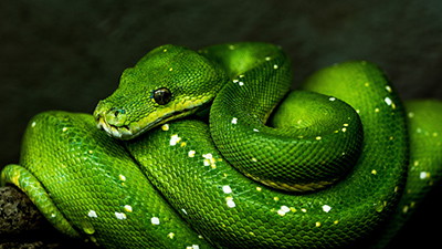 Snakes Appear to Live a Cursed Life