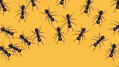 Soldiers of Turtle Ants Show “Reverse Evolution”