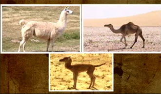 Rapid Speciation
