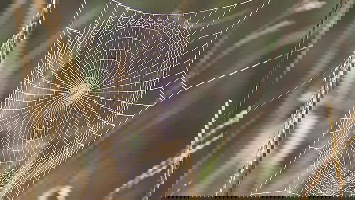 How Do Spiders Spin Webs?