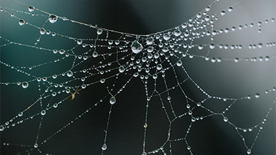 New Australian Spider Species Spins “Spring-Loaded Death Trap”