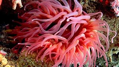 Anemone Complexity Confounds Evolutionary Classification