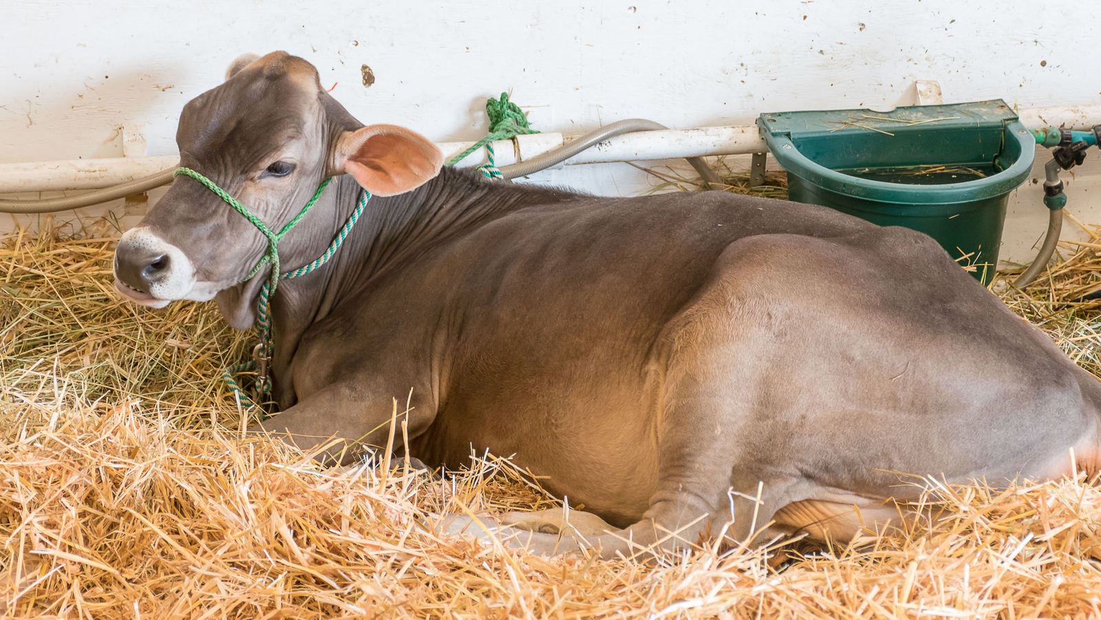 Evolutionary Problem: Cow Uses Tools “Like a Primate”