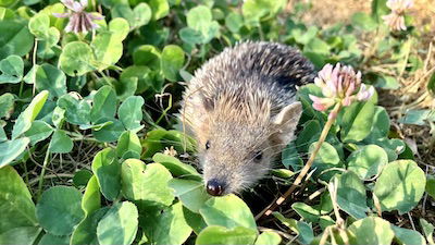 Our New Creation Museum Animal Is a Puzzle for Evolution