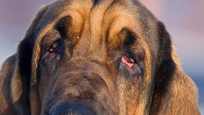 The Bloodhound—Natural Born Smeller