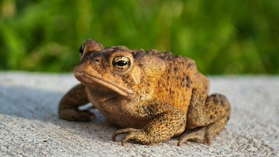 The “Toad Invasion”—A Reminder of Wise Biblical Stewardship