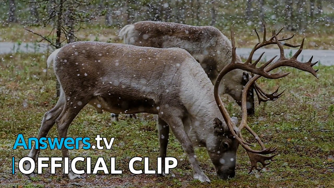 Wild Winter / Official Clip / Hike & Seek