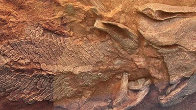 The Fossil Record of ‘Early’ Tetrapods: Evidence of a Major Evolutionary Transition?