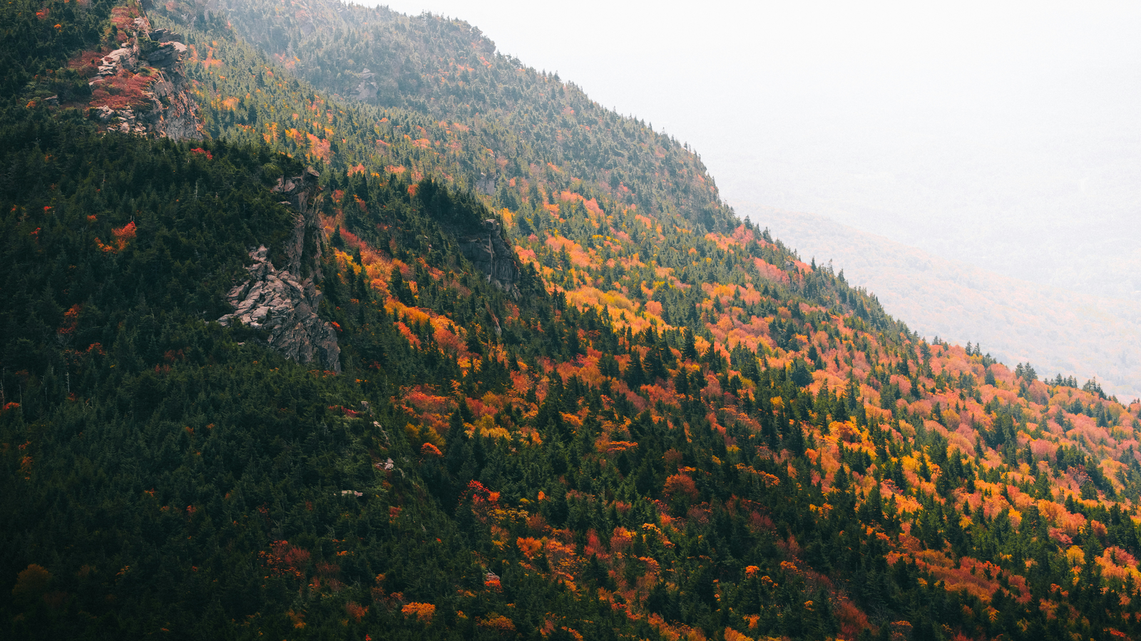 Why Do Some Trees Not Lose Their Leaves?