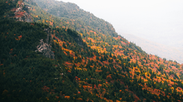 Why Do Some Trees Not Lose Their Leaves?