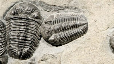 Trilobite Eyes—Ultimate Optics