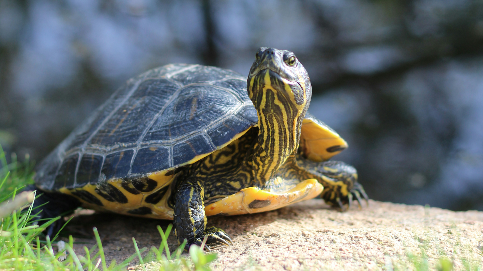 Do Humans and Turtles Share “Key Brain Function” Going Back 320 Million Years?