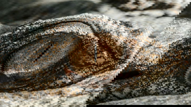 How Do We Know That Some Animals See More Colors?