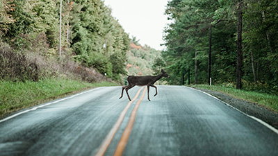 A Biblical Approach to Human-Wildlife Conflict