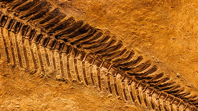 Scientists Found Soft Tissues and Biochemicals in “Ancient” Fossils!