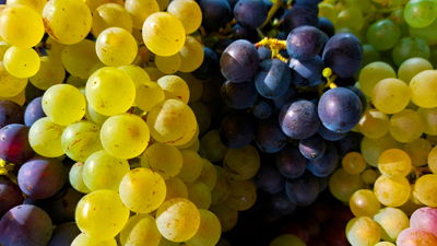 The Supposed “Dinosaur Extinction” Gave Us . . . Grapes?