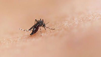 Mosquitoes: The 5 C’s of Developing Disease