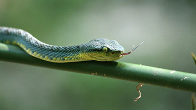 How Did Animals Develop Defense and Attack Structures?