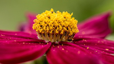 What Forensic Pollen Evidence Reveals About God’s Design