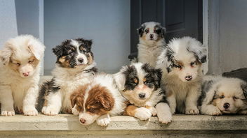 Why Do Puppies Look So Cute?