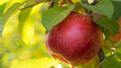 Plants “Evolve” to Produce Fruit Colors that Attract Certain Animals