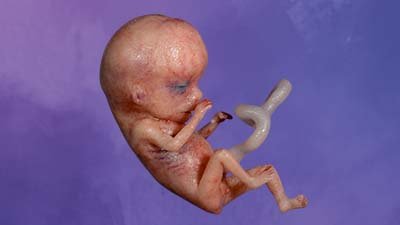 “Fetus” Stage: Week 9 in the Life of an Unborn Baby