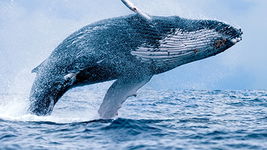 Whale Chat