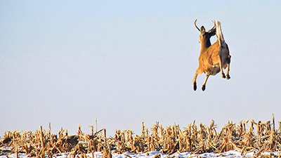 White-Tailed Deer—All-American Athletes