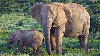 Elephants Are Evolving into . . . Elephants!