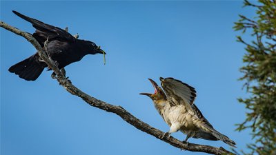 Evolution Doesn’t Explain Cowbirds and Other Brood Parasites