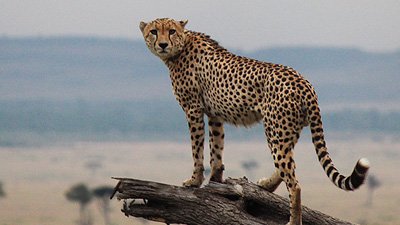 The Cheetah Classifying Conundrum