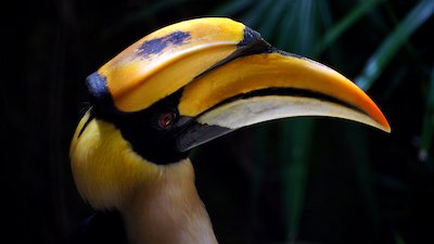 Banana or Bird?